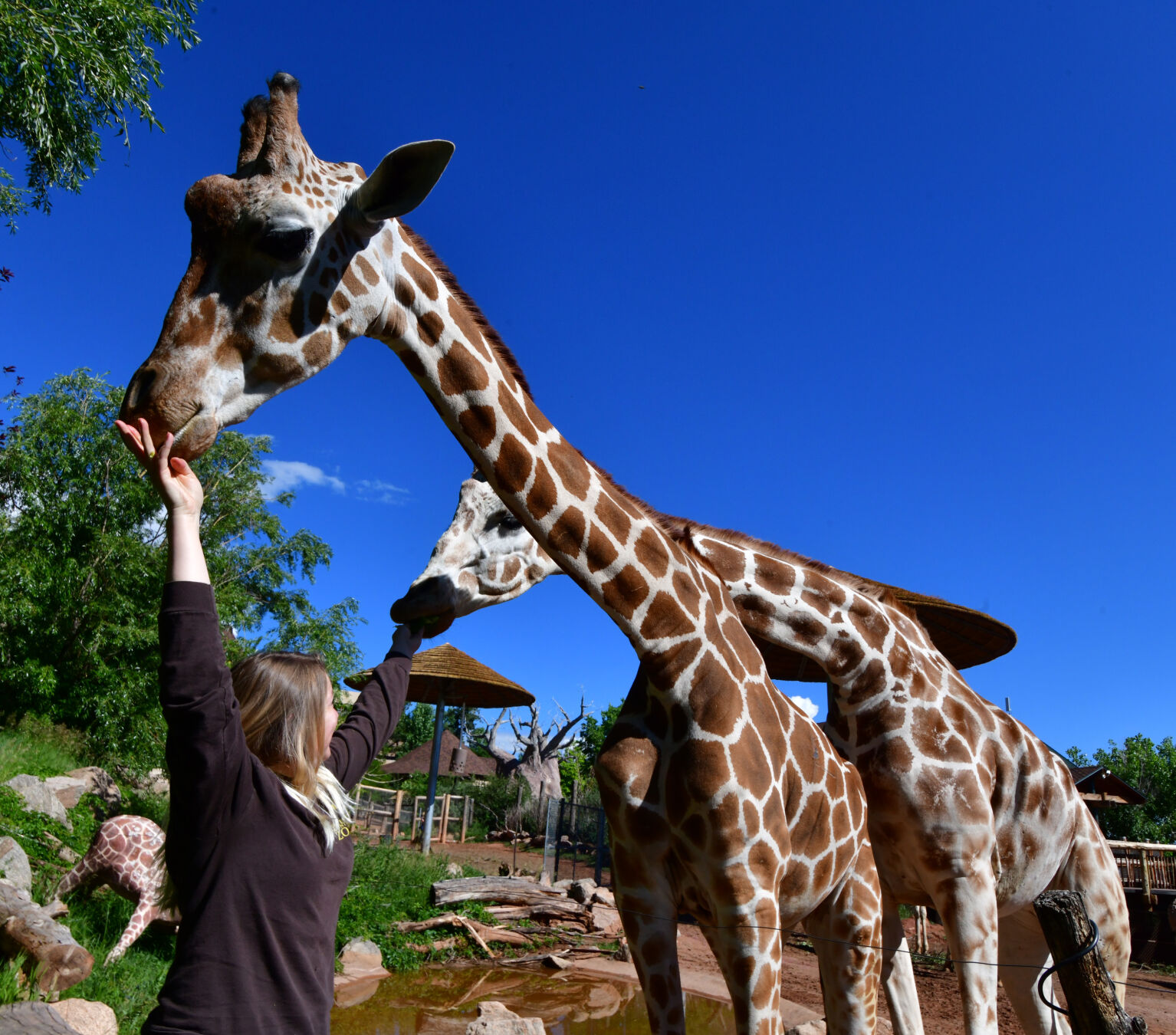 071821-life-giraffes 05.JPG